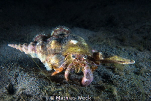 Hermit Crab by Mathias Weck 